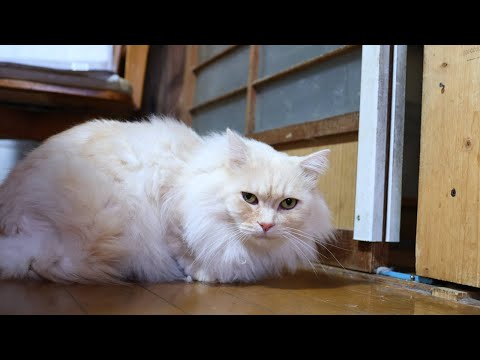 猫の動画サムネイル - チャトラに戸を開けてもらうもふもふ　250621