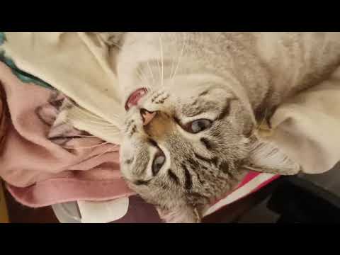 Quanti gatti riesci a contare in casa?