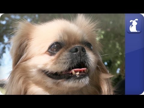 Doglopedia - Pekingese - UCPIvT-zcQl2H0vabdXJGcpg