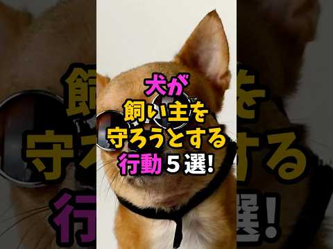 🐶犬が飼い主を守ろうとする行動5選!【愛犬家向け犬雑学】#犬の豆知識 #犬のいる生活 #犬の気持ち #犬 #shorts
