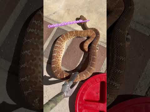 Rattlesnake 🐍 Bigger than expected~how long would you guess 🤔