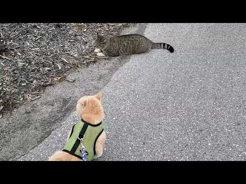 Cat on Leash Meets Stray Cat