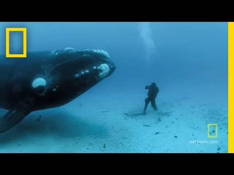 Close Encounters of the Giant Kind | National Geographic - UCpVm7bg6pXKo1Pr6k5kxG9A