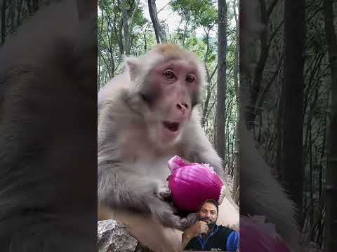 funny monkey  #monkey #funny #babymonkey #comedy