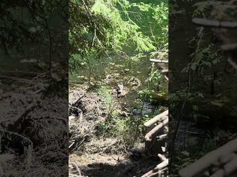 Mother Duck Caring for Her Ducklings in a Mountain Lake #shorts , #duckbaby , #duck