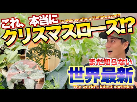【これがクリスマスローズ!?】日本で見てきたのは一部でした！世界最新品種【ヘレボルス】