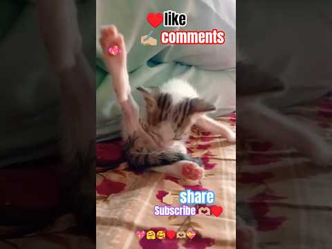 Are cats really Loyal!? 🐾😻#cat #fypシ゚viral #pets #catshorts #meow #catmemes#kitten