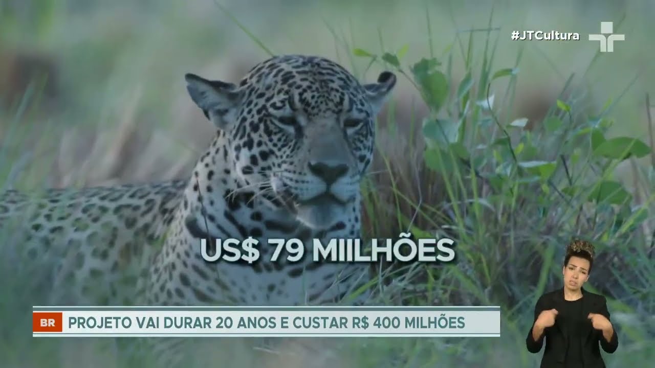 Onça pintada ganha rede de proteção contra ameaça de extinção