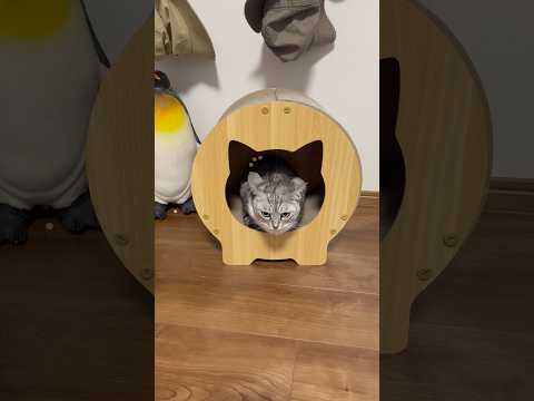 新しい猫ハウスが気に入った保護猫 #cat #保護猫 #ねこのいる生活