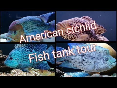 American cichlid tank tour. part 1. January 2022 A tour of my American cichlid tanks around the house.
Fishroom tour to follow later.