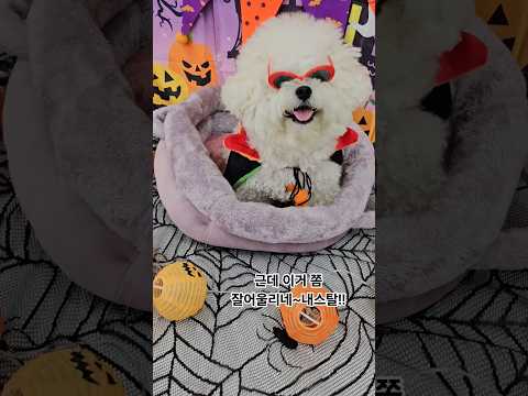 #미니비숑#강아지 애견카페 포토존에서 강제 사진찍기 ㅋㅋ 선글라스가 왜케 작아보이지? 여백의 미가 있군 ㅎㅎㅎㅎ