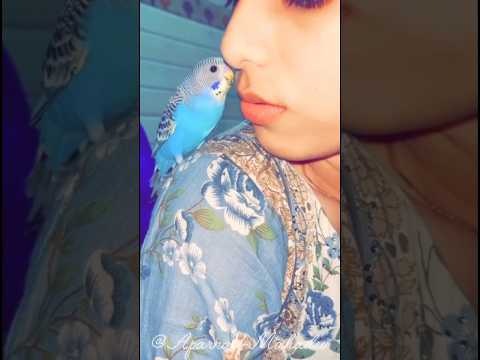 When you’re small but full of drama 🐦😅 | #budgiebaby #budgies #budgiecute #birds #birdlovers #viral