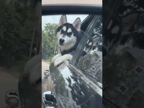 #music #love #dog #dogshorts #youtubeshorts #trending #ytshorts #reels #subscribe #viralvideo #bgm❤️