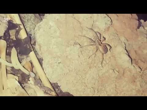 Shadowlands Showdown: Wolf Spider vs Cricket