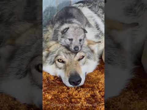 These Wolf Pups Are Trying to Win Dad's Heart 🐺❤️
