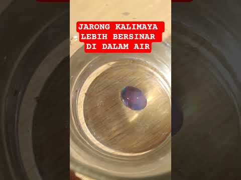 JARONG KALIMAYA DI DALAM AIR LEBIH TERLIHAT