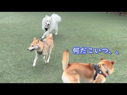 犬の動画サムネイル - 自分の事を柴犬だと思ってるサモエド。柴の群れに迷わず突進