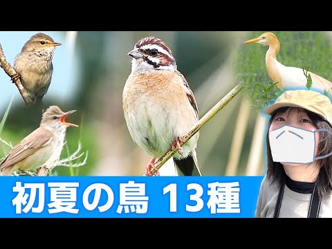 鳥の鳴き声♪初夏は鳥がいっぱい！【野鳥撮影vlog】