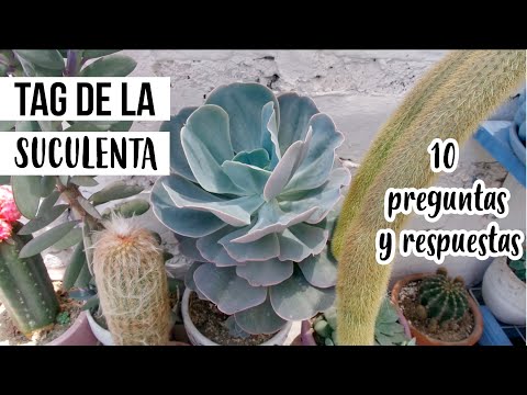 TAG DE LAS SUCULENTAS+TIPS | MILICIENTA