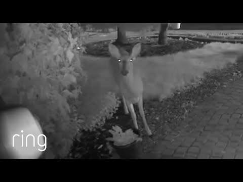 Late Night “Intruder” Tries Their Luck at Snacking on a Plant | RingTV
