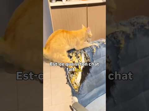 Non au dégriffage des chats #chat #cat