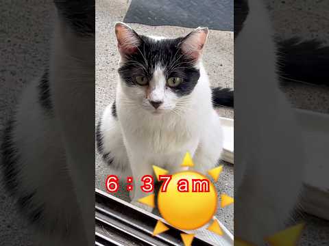 #cat#ねこ#猫動画 #ネコ #野良猫#shorts#白黒猫#猫好き#かわいい猫#朝ごはん
