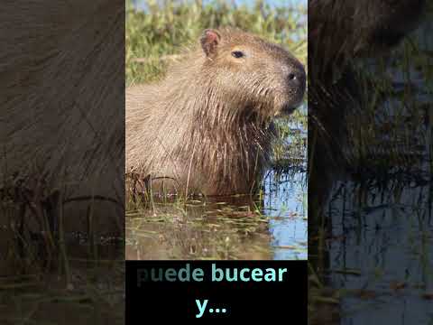 Capibaras: los maestros del buceo en la naturaleza 💫