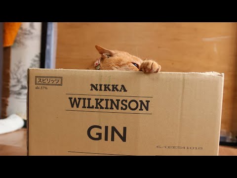 猫の動画サムネイル - ジンの箱と猫たち　box and cat　250524