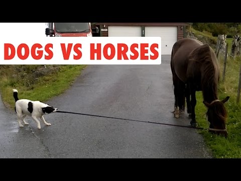 Dogs Vs Horses | Funny Pet Video Compilation 2017 - UCPIvT-zcQl2H0vabdXJGcpg