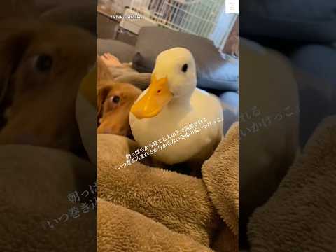 寝ている人の上で繰り広げられる犬とアヒルのおもしろおいかけっこ動画 サムネイル