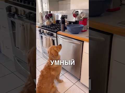 Сообразительный пёсик 😂 #истории #история #новости #новость #shorts