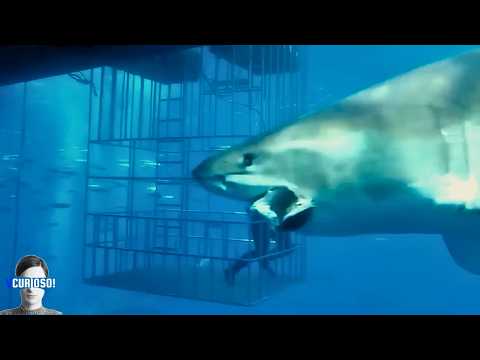 5 CRIATURAS do Mar que te Deixarão com a Boca Aberta!