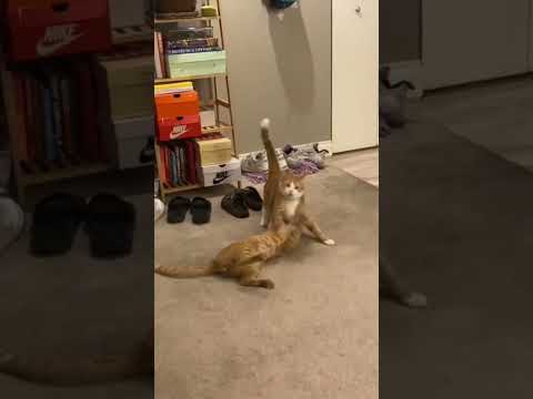 kucing lucu #cat #funnycats #shots #kucinglucu