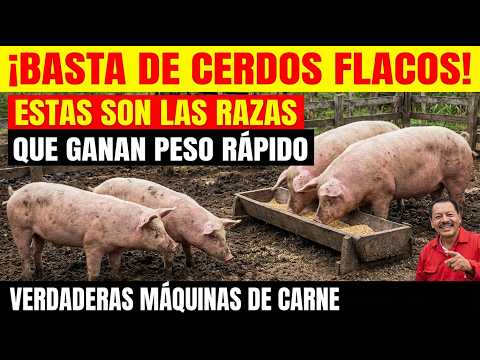 Basta de cerdos flacos! las mejores razas para ganar peso rapidamente ¡son máquina de carne