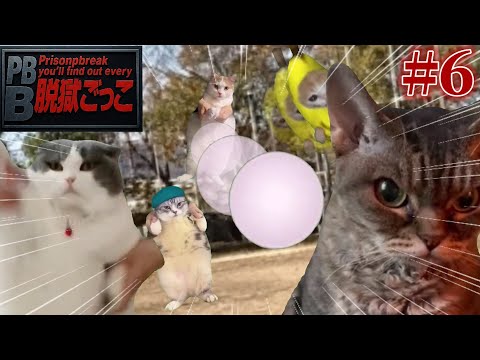 【猫ミーム】脱獄ごっこをすることになった猫たちの物語 第6話