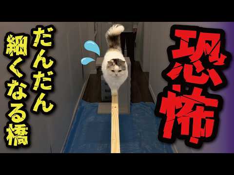 関西弁猫つくしが挑戦する橋渡り！かわいさとユーモアあふれる動画 サムネイル