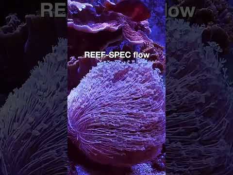 Red Sea Red Sea's ReefWave – Silent. Smart. Powerful
