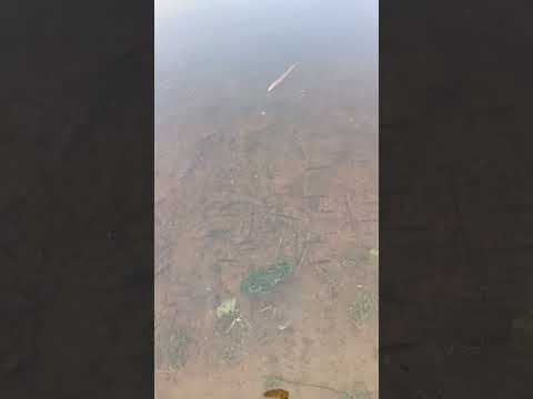 Walking above fishes 🐟 #fishing #walkingonice #wateronice #fishesunderice