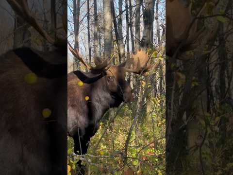 GRUNTING BULL MOOSE AT FIVE YARDS! #moose #wildlife #wildanimals