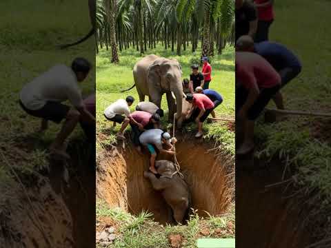 Baby Elephant Falls Into Pit — Villagers’ Teamwork Saves the Day!