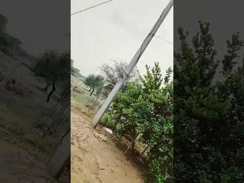 क्या छा या है 🌿🌿 #bollywood #tereliyehumhaijiye #song