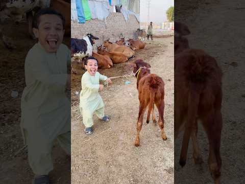 Meri Gaya Ati Hai 🐮|