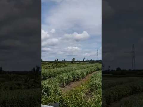 🌺con đường rất đẹp 🌺