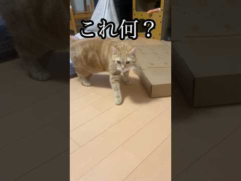 アメショ猫うめと仲間たちの日常—癒しと笑顔のゆる動画 サムネイル