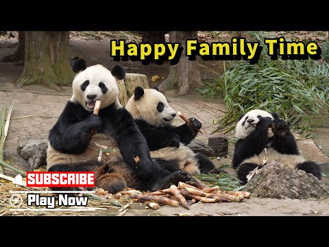 This Panda Family Has Very Diverse Dining Habits | iPanda