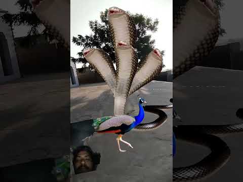#birds #nature #snake #wildlife #peacock #हरम #love #funny