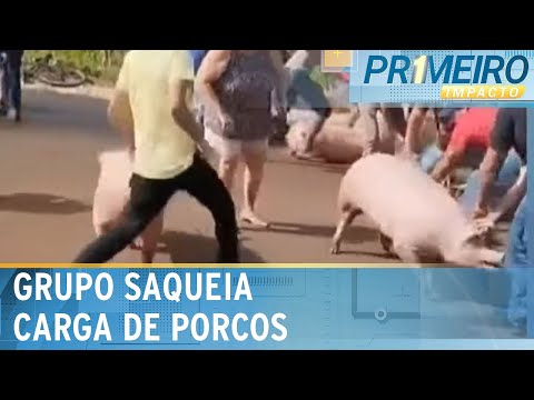 Carga de porcos cai e população local saqueia animais vivos | Primeiro impacto (04/06/24)