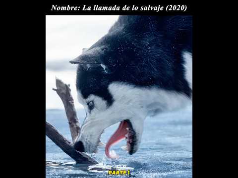 😢😢Un héroe no tiene por qué ser humano; también puede ser un perro.