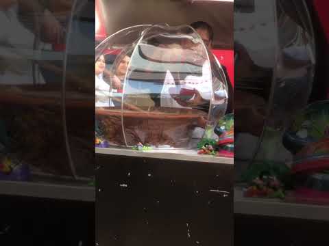 Cacao, Deliciosa bebida en Zacatelco, Tlaxcala 🛣️😍 #semanasanta #cacao #travel #shorts #tlaxcala