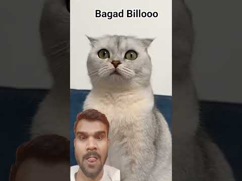 #funny #studywithmeandmycat #cat #pets #animals #cute #amazingmemes #funnyanimals #comedy #catmemes